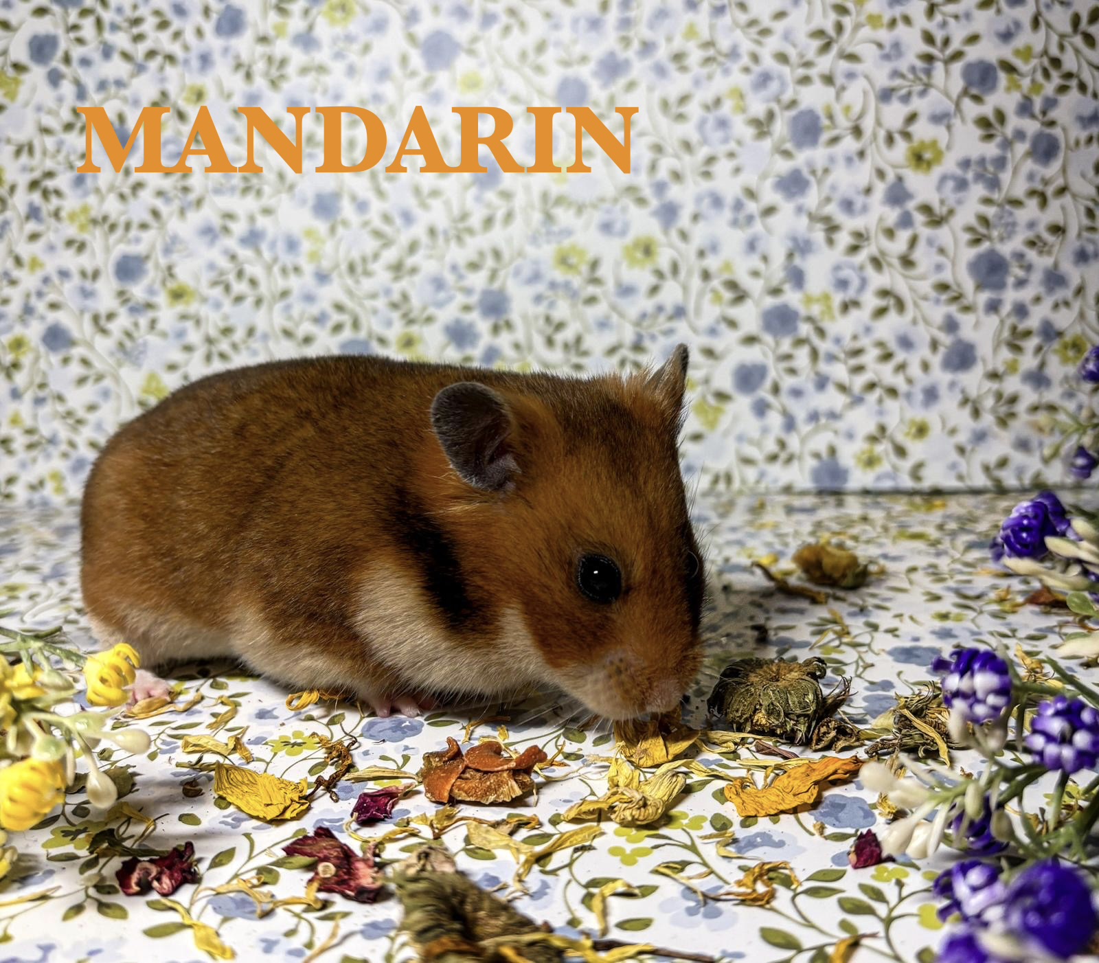 Tristar's Mandarin - samička 11 měsíců, import Anglie