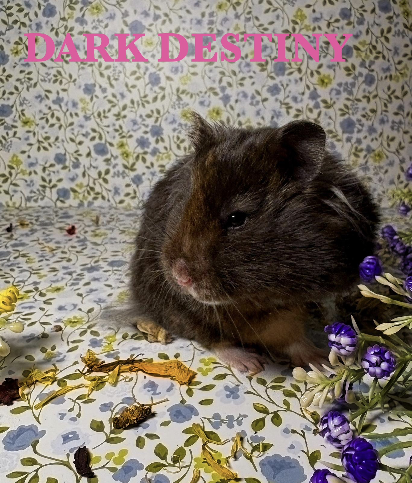 Crumbles Dark Destiny - samička 10 měsíců, import Švédsko